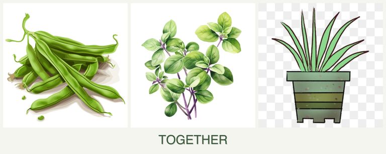 Can you plant beans, oregano and lemongrass together?