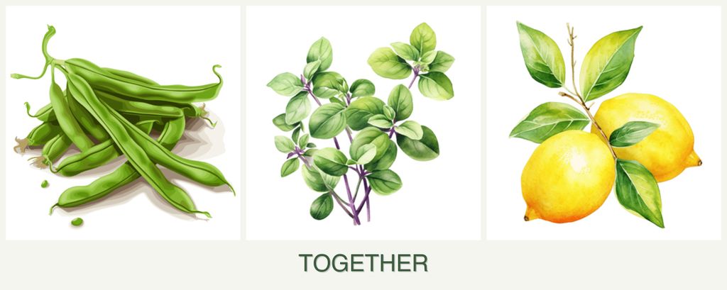 Can you plant beans, oregano and lemons together?