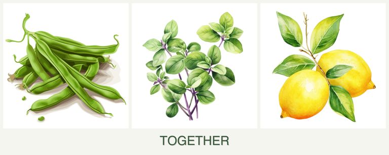 Can you plant beans, oregano and lemons together?