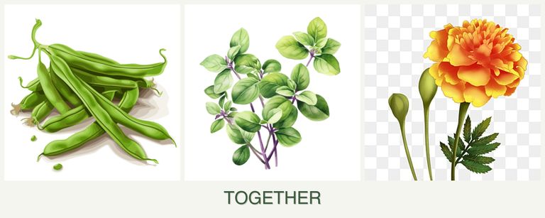 Can you plant beans, oregano and marigolds together?