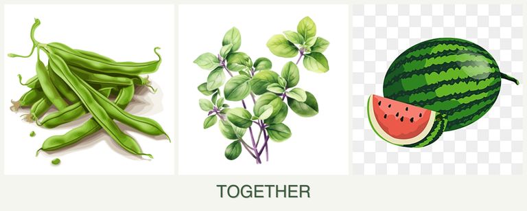 Can you plant beans, oregano and melons together?