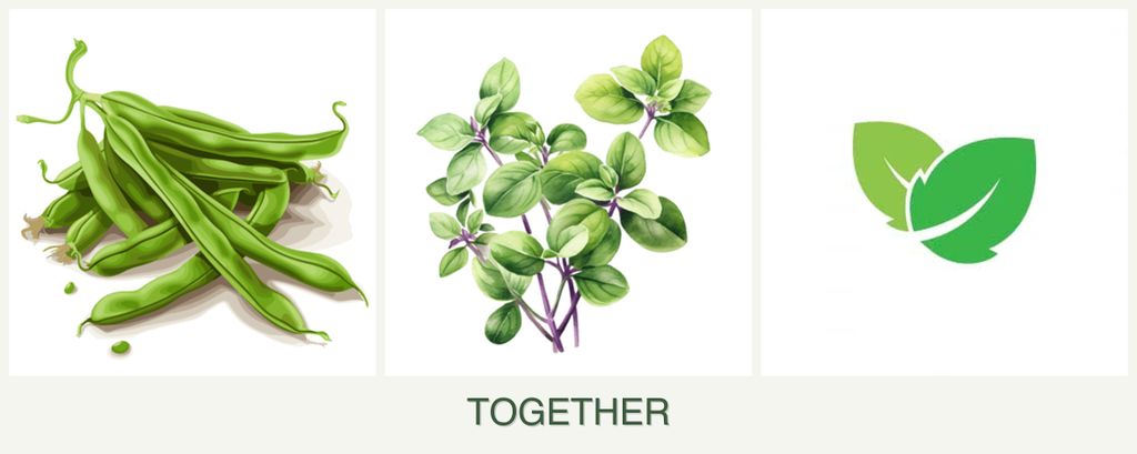 Can you plant beans, oregano and mint together?
