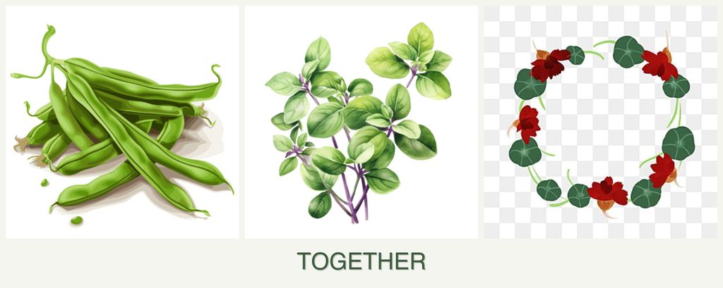 Can you plant beans, oregano and nasturtiums together?