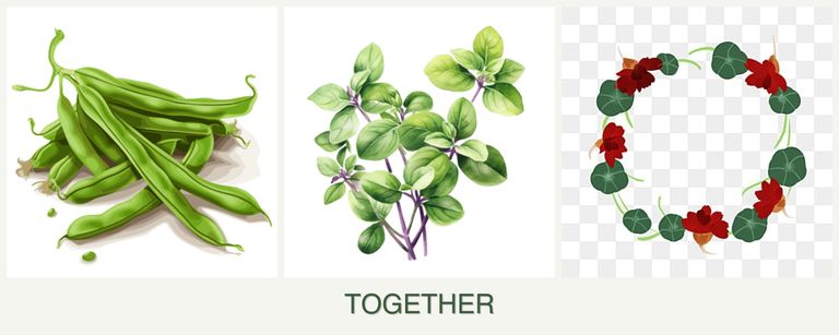 Can you plant beans, oregano and nasturtiums together?