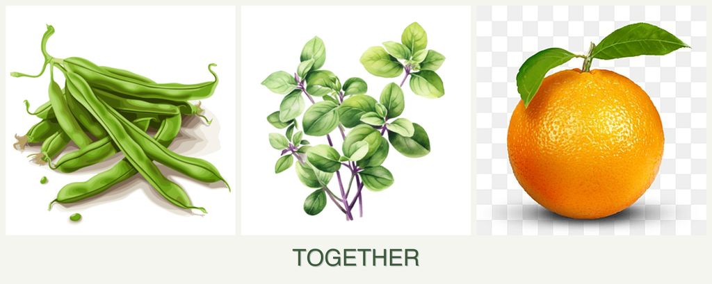 Can you plant beans, oregano and oranges together?