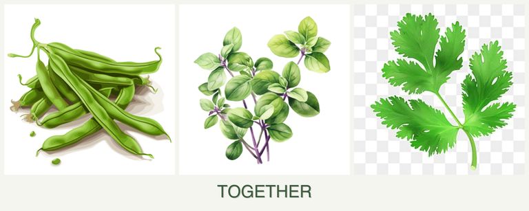 Can you plant beans, oregano and parsley together?
