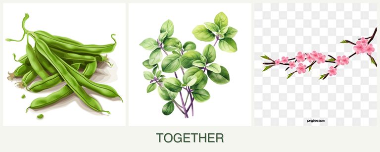 Can you plant beans, oregano and peaches together?