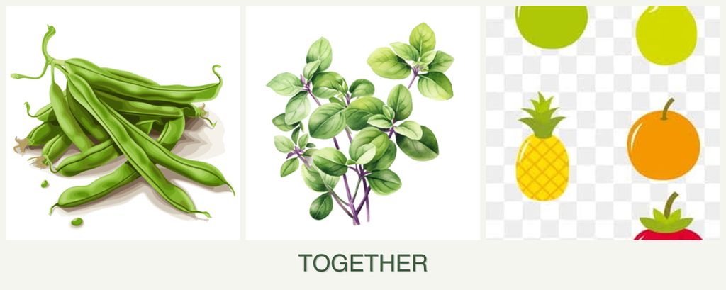 Can you plant beans, oregano and pears together?