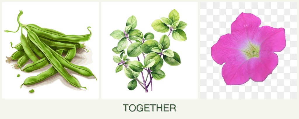 Can you plant beans, oregano and petunias together?