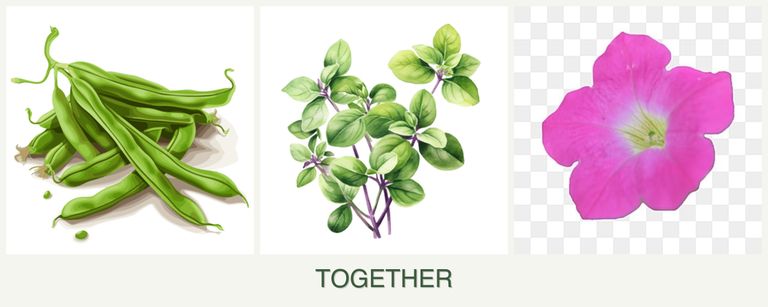 Can you plant beans, oregano and petunias together?