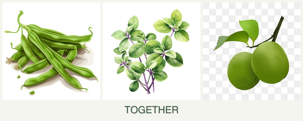 Can you plant beans, oregano and plums together?