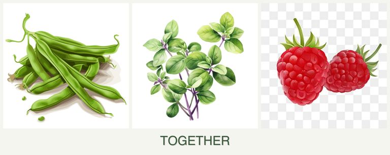 Can you plant beans, oregano and raspberries together?