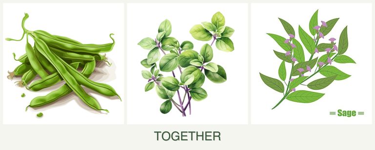Can you plant beans, oregano and sage together?