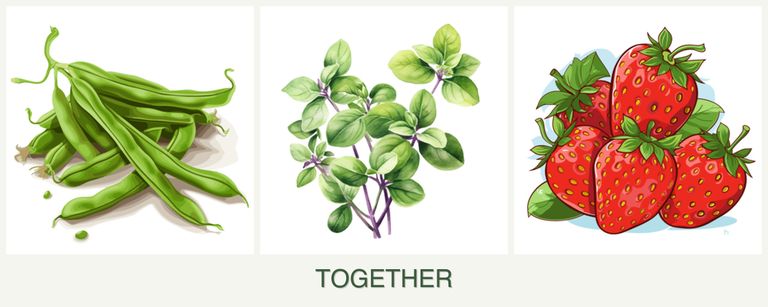 Can you plant beans, oregano and strawberries together?