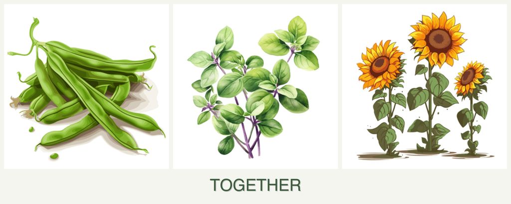 Can you plant beans, oregano and sunflowers together?