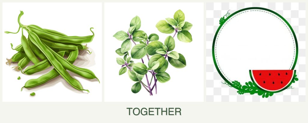 Can you plant beans, oregano and watermelons together?