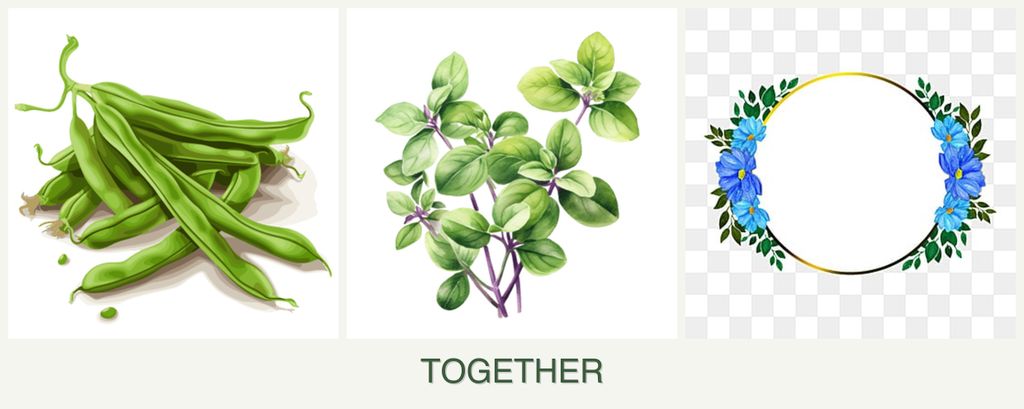 Can you plant beans, oregano and zinnias together?