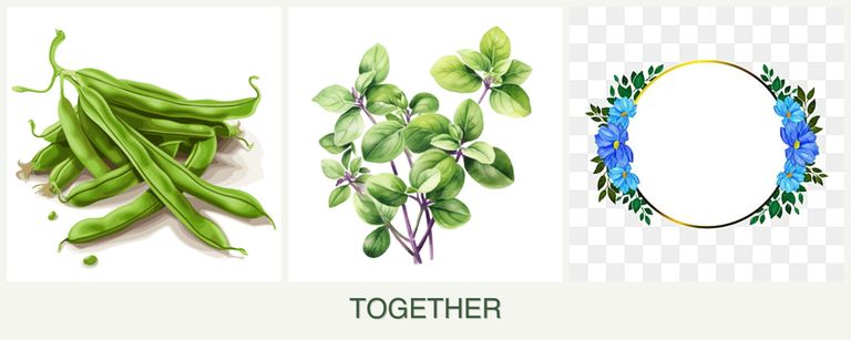 Can you plant beans, oregano and zinnias together?