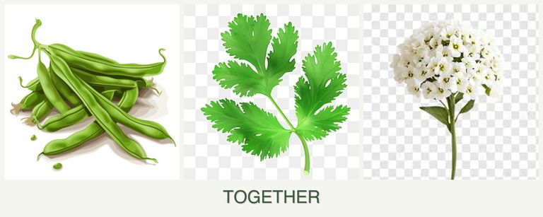 Can you plant beans, parsley and alyssum together?