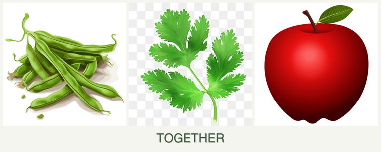 Can you plant beans, parsley and apples together?