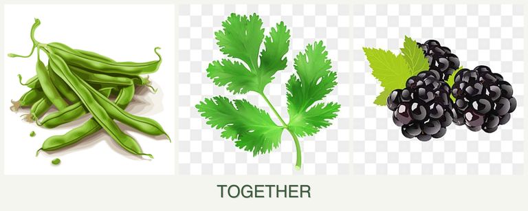 Can you plant beans, parsley and blackberries together?