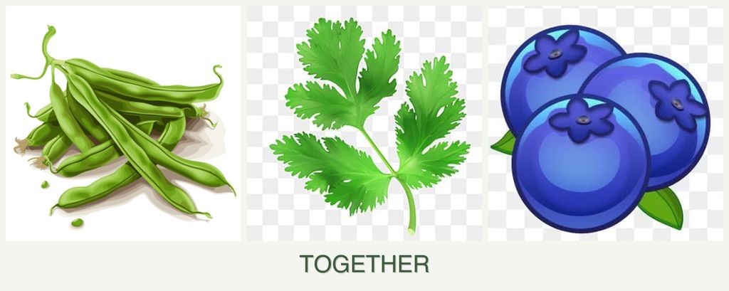 Can you plant beans, parsley and blueberries together?