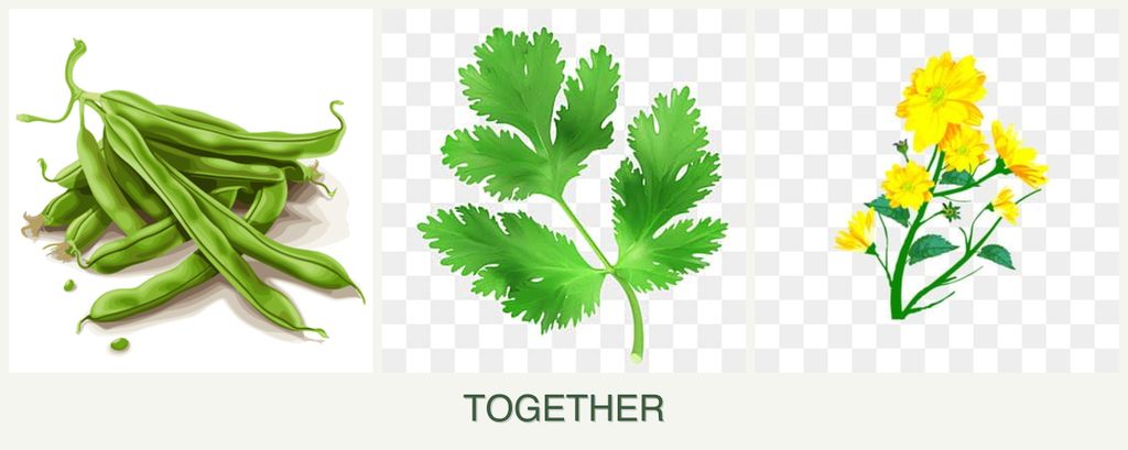 Can you plant beans, parsley and calendula together?