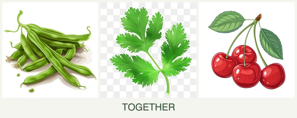 Can you plant beans, parsley and cherries together?