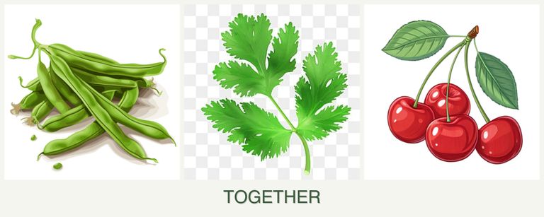 Can you plant beans, parsley and cherries together?
