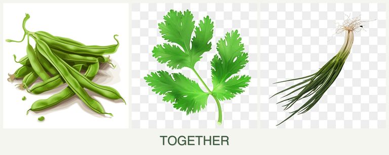 Can you plant beans, parsley and chives together?