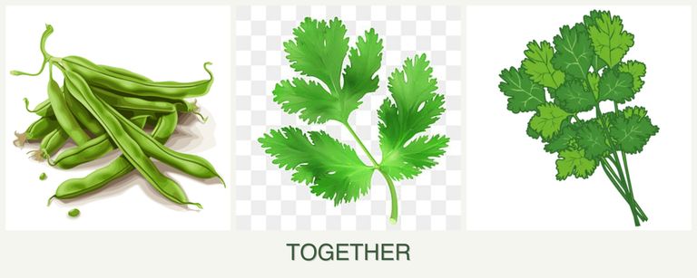 Can you plant beans, parsley and cilantro together?