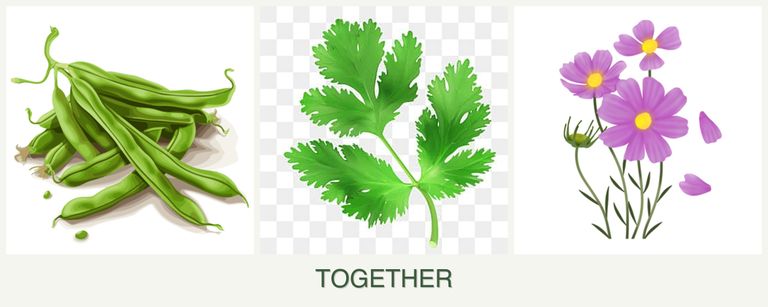 Can you plant beans, parsley and cosmos together?