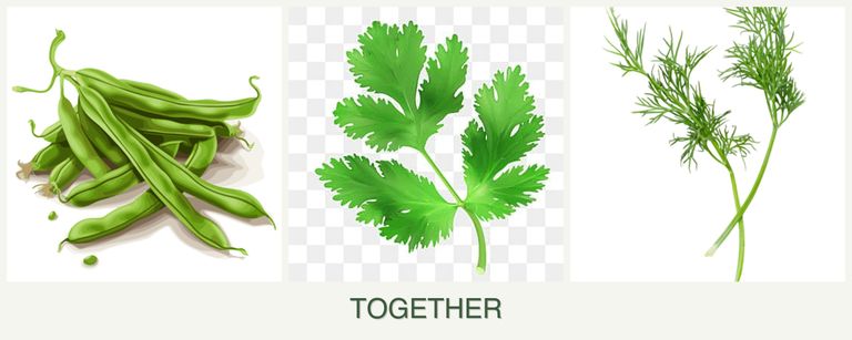Can you plant beans, parsley and dill together?