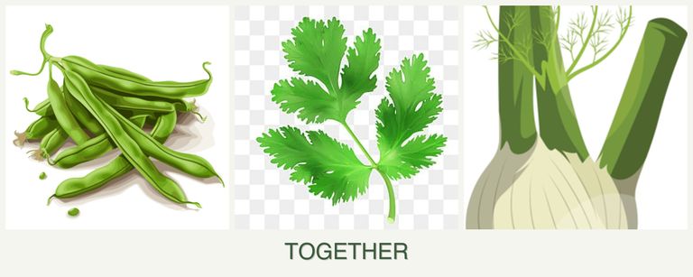 Can you plant beans, parsley and fennel together?