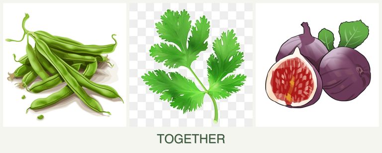 Can you plant beans, parsley and figs together?