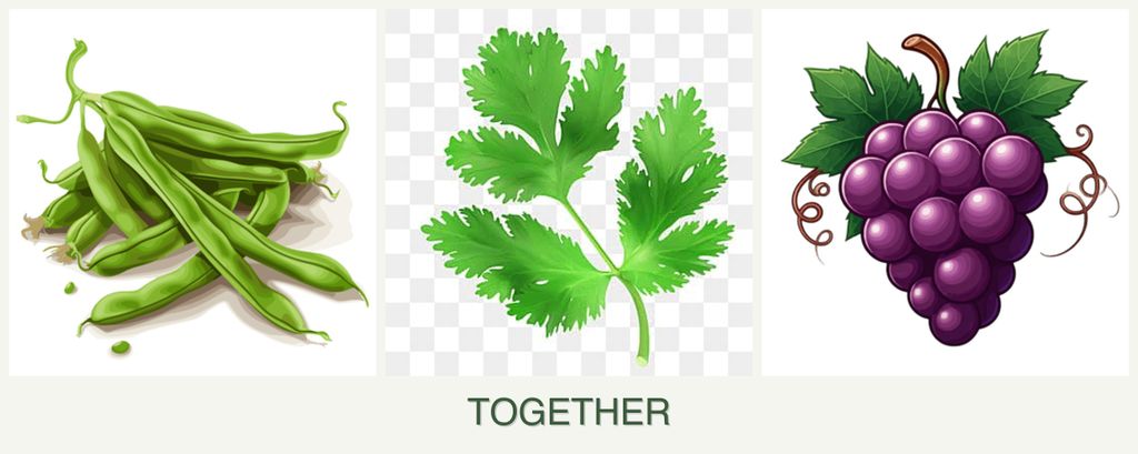 Can you plant beans, parsley and grapes together?