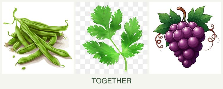 Can you plant beans, parsley and grapes together?