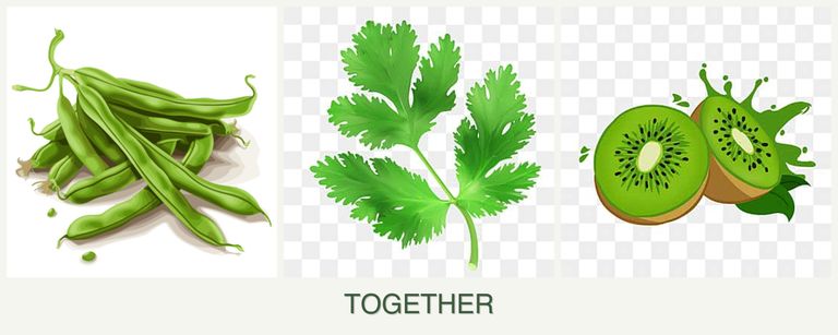 Can you plant beans, parsley and kiwi together?