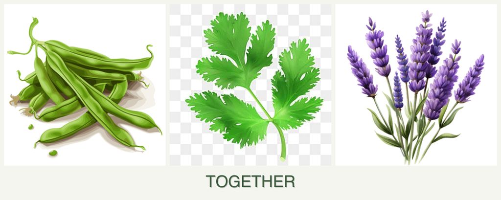 Can you plant beans, parsley and lavender together?