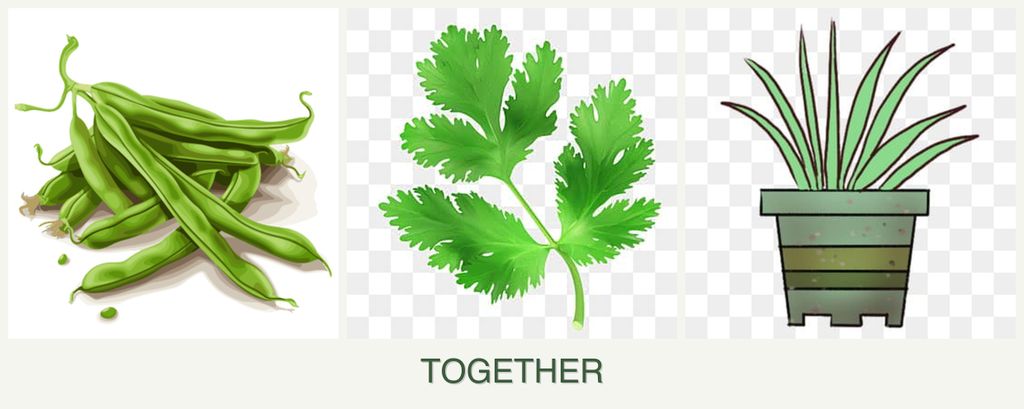 Can you plant beans, parsley and lemongrass together?