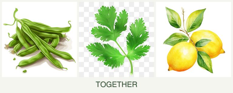 Can you plant beans, parsley and lemons together?