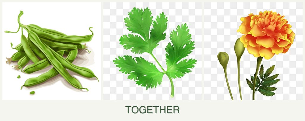 Can you plant beans, parsley and marigolds together?