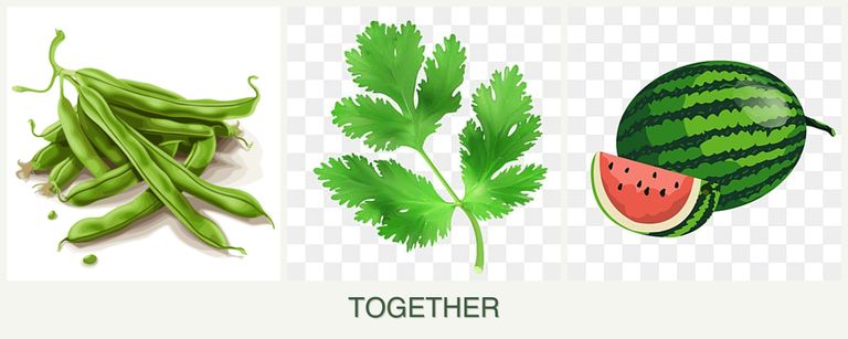 Can you plant beans, parsley and melons together?