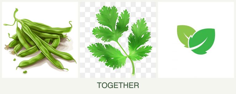 Can you plant beans, parsley and mint together?