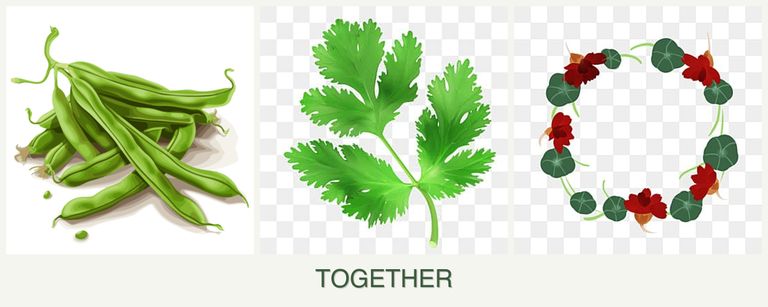 Can you plant beans, parsley and nasturtiums together?