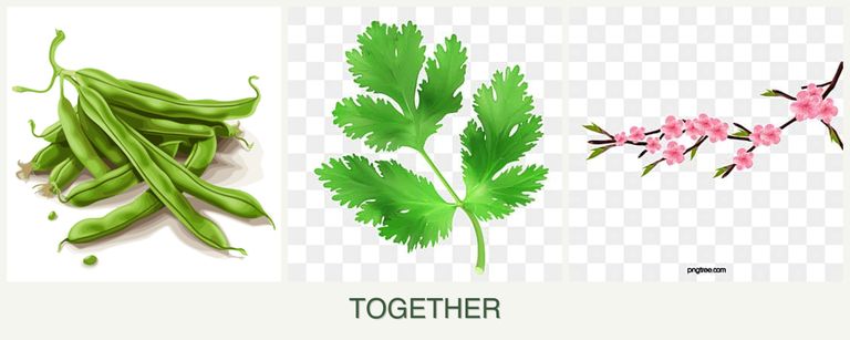 Can you plant beans, parsley and peaches together?