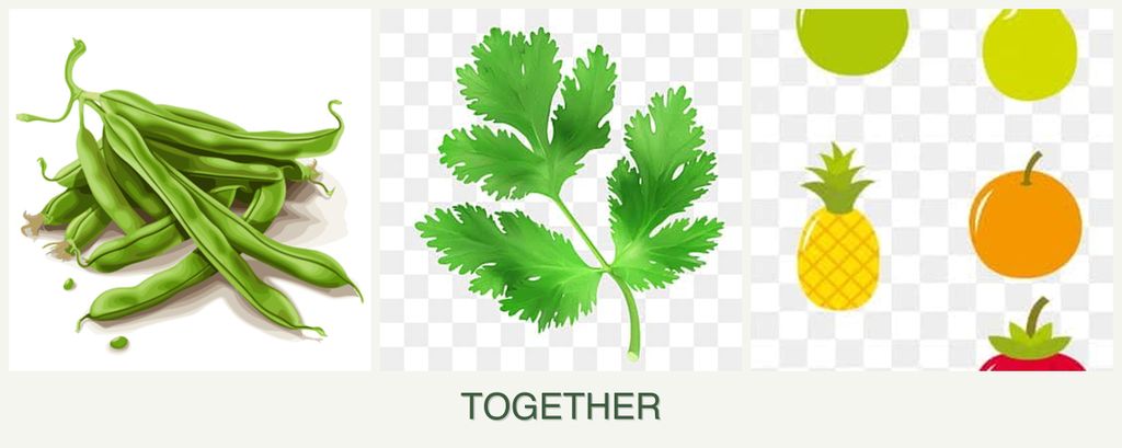 Can you plant beans, parsley and pears together?