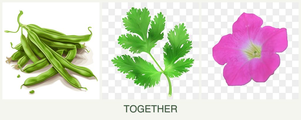 Can you plant beans, parsley and petunias together?