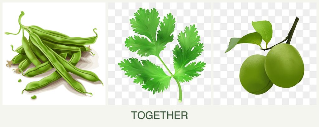 Can you plant beans, parsley and plums together?