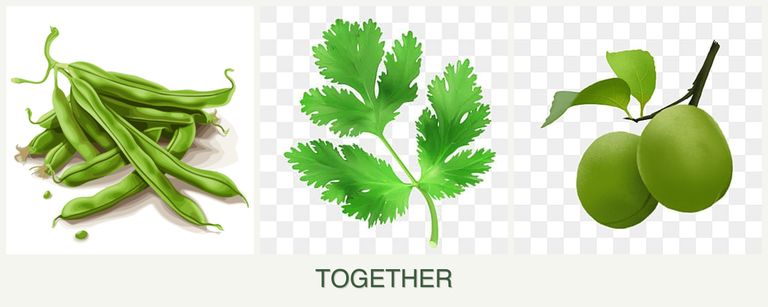 Can you plant beans, parsley and plums together?